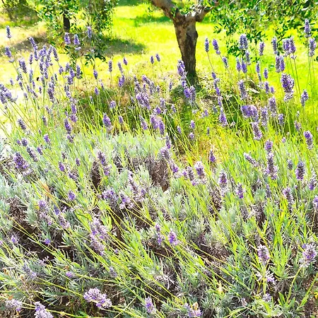 Al Castelluccio * San Vincenzo